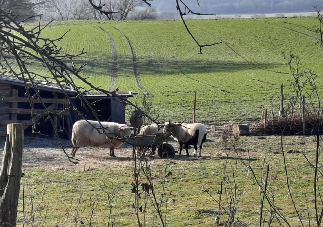 Exklusive Naturoase Direkt Am Ars Natura Wanderweg Mit Panoramablick Auf Melsungen Esterno foto